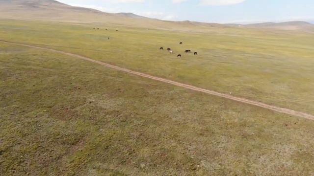 Полёт над полями и лошадьми Ольхона, Байкал 2020 | Flight over fields and horses of Olkhon, Baikal смотреть онлайн