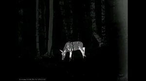 Лось (сохатый) в тепловизионный прицел Sytong AM03-35lrf