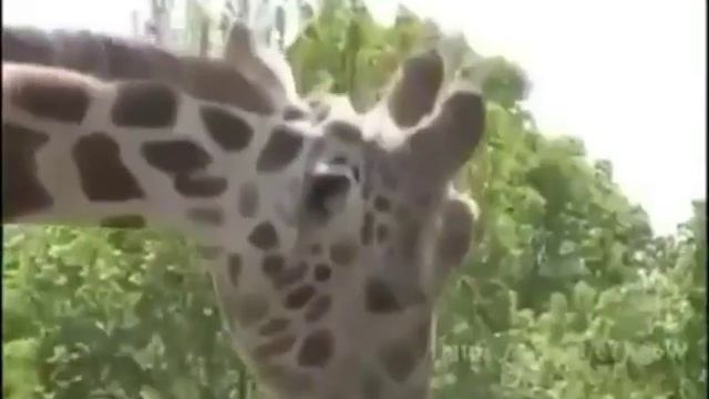 Жираф сосёт столб смотреть онлайн