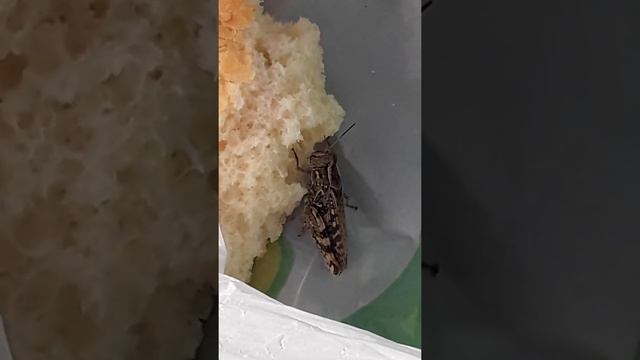 Кузнечик кушает хлебушек. смотреть онлайн