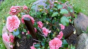 Почвопокровная  роза -  Les Quatre Saisons ( четыре  сезона) - супер роза!?