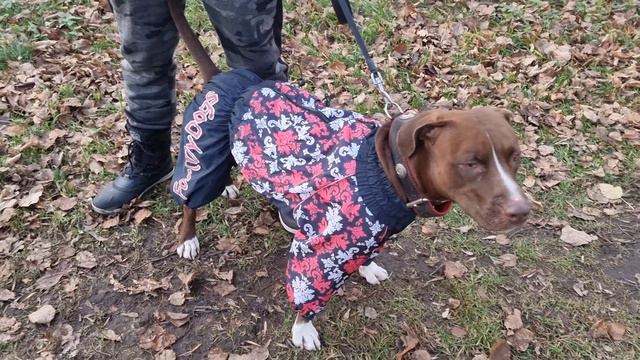 Питбуль Анхель злая видит врагов/Илларии по феншую смотреть онлайн