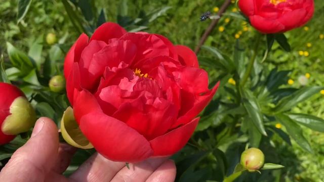 Пион “Coral Magic” не выгорает смотреть онлайн