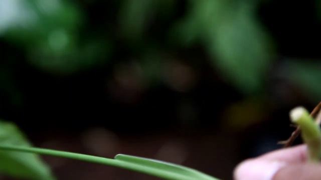 Cara Memperbanyak Tanaman Hias Syngonium Variegata