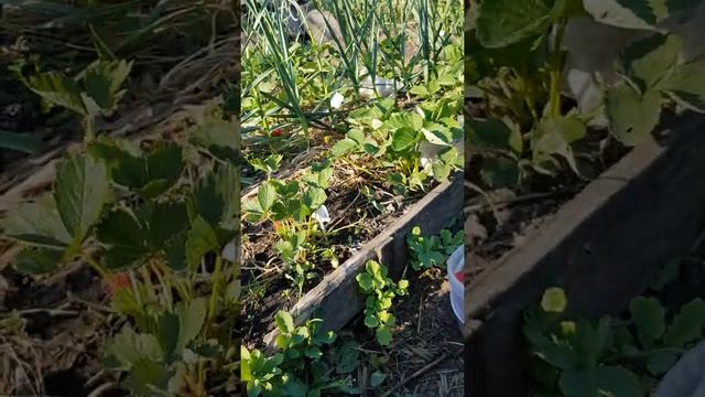 сорт земляники сенсация смотреть онлайн