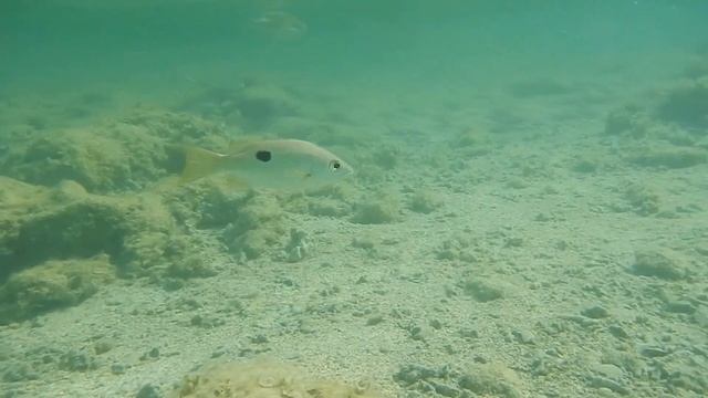 Рыбы красного моря, Луциан однопятнистый. Lutjanus monostigma , fish in red sea Egypt смотреть онлайн