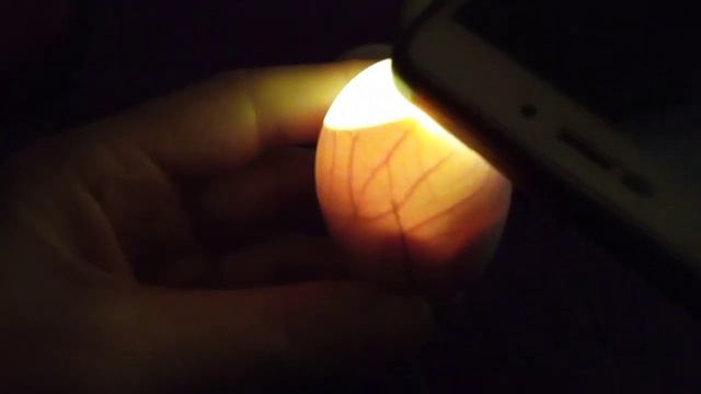 Овоскопирование яиц на 16 день инкубации/Выжили ли зародыши после отключения света/Инкубатор/Часть смотреть онлайн