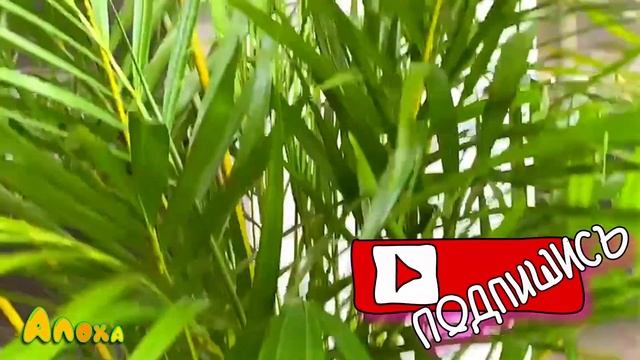 Как мы пересаживали пальму |Как пересадить пальму своими руками смотреть онлайн