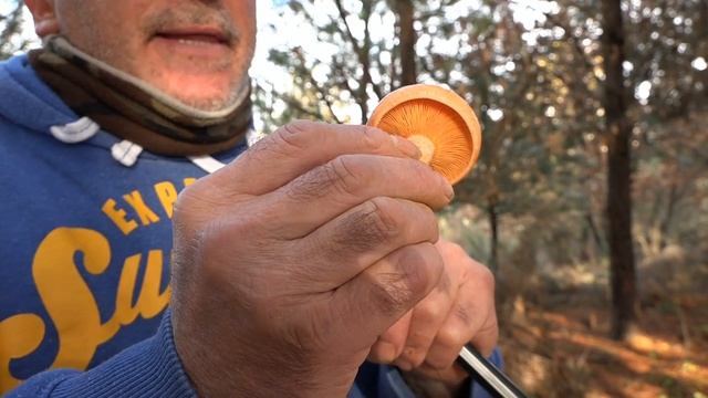 Niscalo - Lactarius deliciosus | Setas comestibles - Los Robellones смотреть онлайн