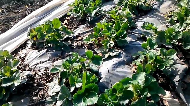Вне корневая подкормка клубники 25.04.2018 смотреть онлайн