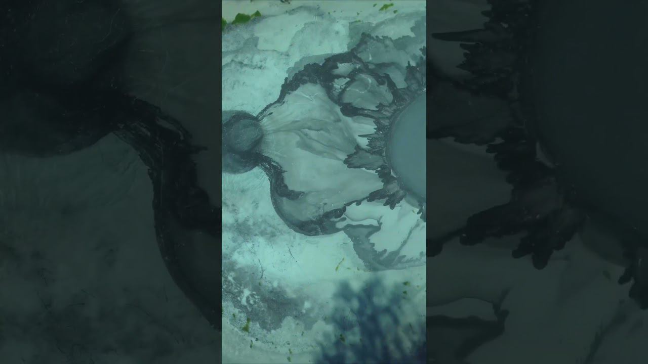 Гейзерное озеро. Алтай. #алтай #россия #гейзерноеозеро #голубоеозеро смотреть онлайн