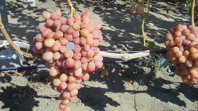 ДЮЖИНА 26.08.2019 смотреть онлайн