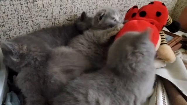 кусают корову кошка и котята смотреть онлайн