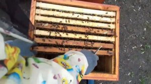 Работы на пасеке в апреле частичное расширение семей.