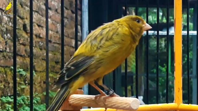 Russian Canary Singing !! Canary Bird Song