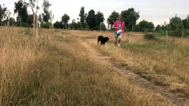Ротвейлер Ральф про рост,вес,игры смотреть онлайн
