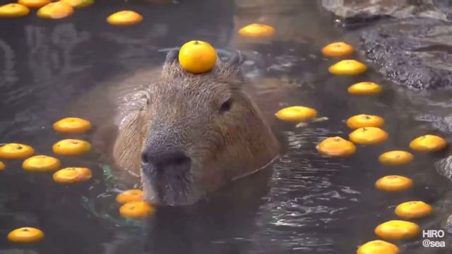 Ok I Pull Up (capybara)