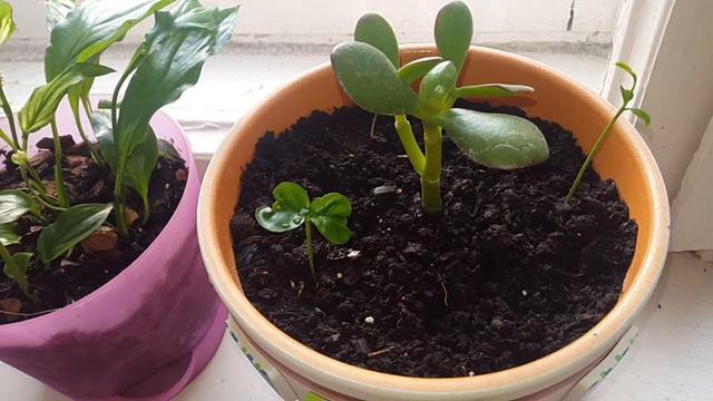 世界在2021年的期望 смотреть онлайн