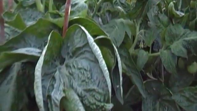 Гигантские листья помидоров смотреть онлайн