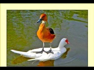 ГОВОРЯЩАЯ УТКА НАС РАССМЕШИЛА ДО СЛЕЗ   / best animal videos/ FUNNY DUCK SPEAKS#Shorts