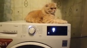 стирально-сушильная машина LG F2J6HGOW звук сушки после замены движка сервисником!