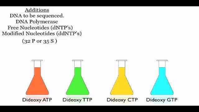 DNA Sequencing: The Chain Termination Method (Sanger Method) смотреть онлайн
