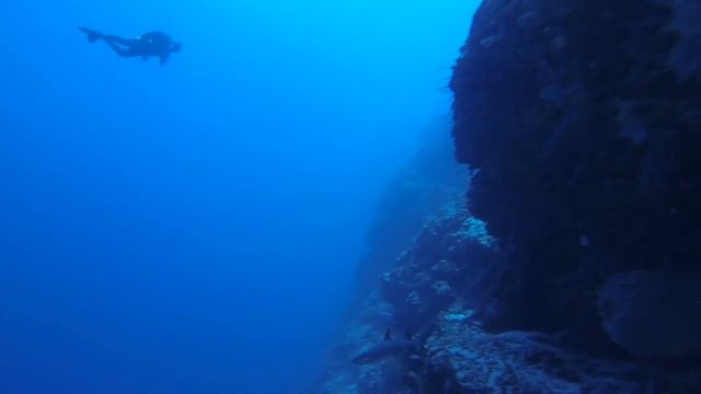 Tubbataha Reef Dive - Two смотреть онлайн
