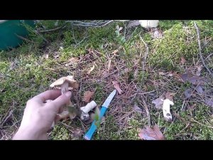 Как выглядят грибы курочки и где они растут?
