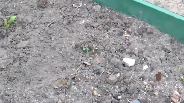 Влог. Пирог" Манник"?. Сажаю цветы?.Прополка томатов?. смотреть онлайн