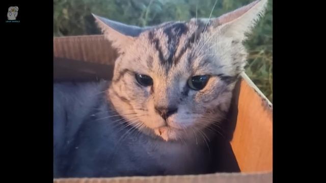 Измученного и неспособного выжить кота выбросили на траву умирать. смотреть онлайн
