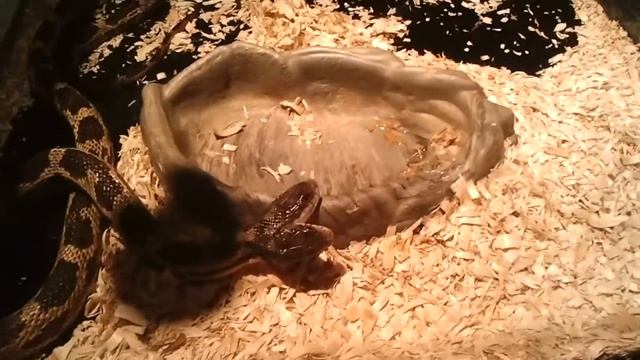 Two-headed snake смотреть онлайн