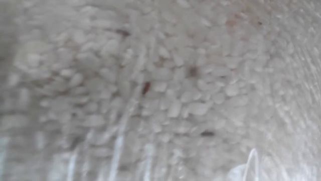 Черви в рисе(1) смотреть онлайн