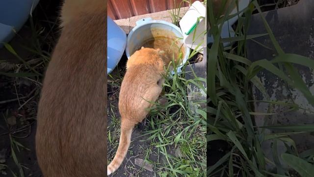 А ваши коты тоже предпочитают пить воду с улицы, а не дома с чистой миски? #кот #рыжийкот #животные смотреть онлайн