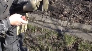Подготовка красной смородины к опрыскиванию