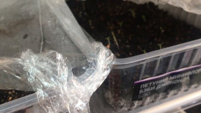 Первые всходы дельфиниума и петуний смотреть онлайн