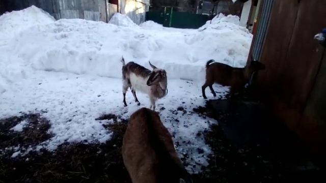 Купила игрушечную чесалку для коз. Нагуливаем молоко смотреть онлайн
