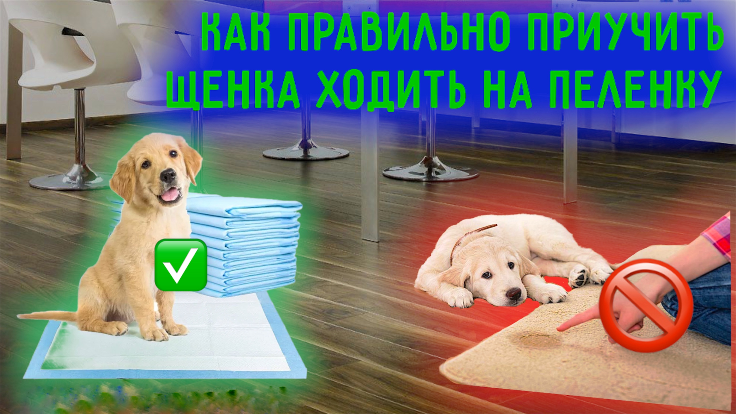 Как правильно приучить щенка ходить на пеленку ? смотреть онлайн