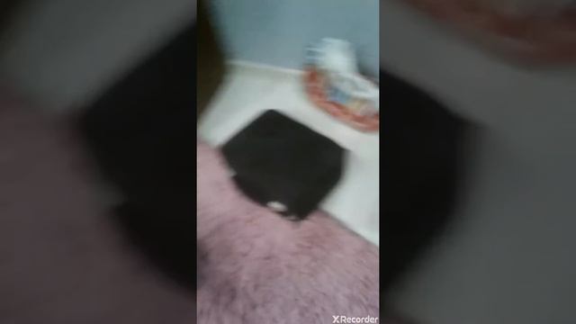 Мои котята когда они играют смотреть онлайн