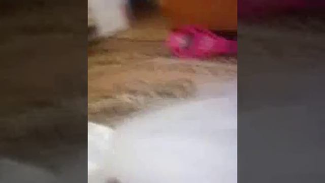 Моя кошка мучает моё платье смотреть онлайн