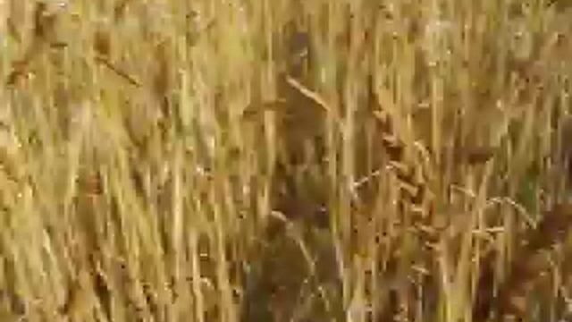 Российские поля село Сныхово, Белёвский район, Тульская область Кто поможет тебе поле смотреть онлайн