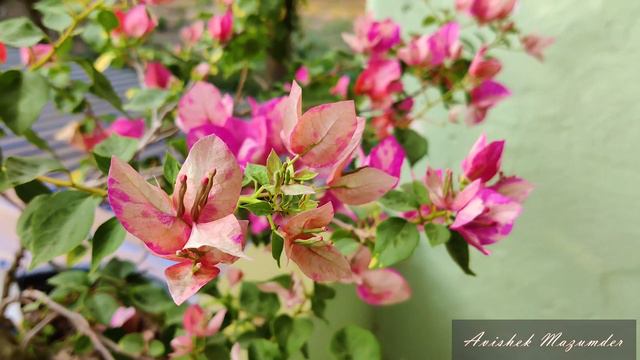 Red September Bougainvillea
