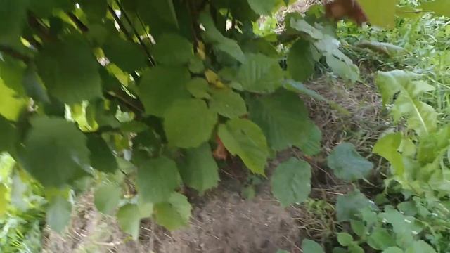 Орех Пушкинский краснолистный. Часть 2 смотреть онлайн