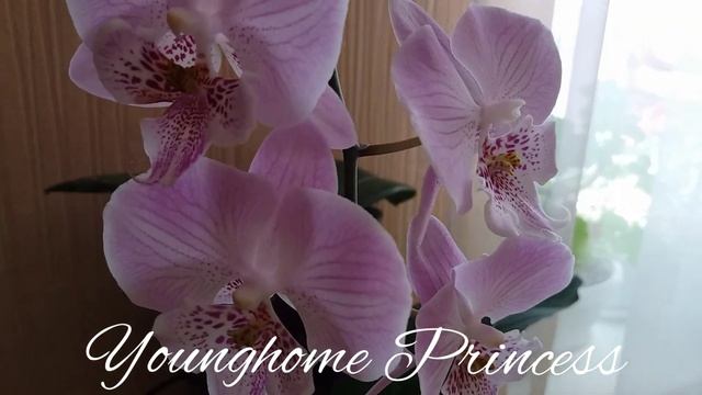 Презентация:Younghome Princess смотреть онлайн