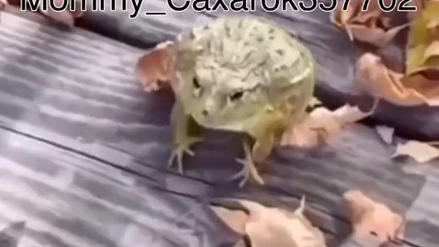 Скелеты смотрят РОБЛОКС #1 смотреть онлайн