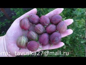 Галатея, ранний сладкий, крупный крыжовник