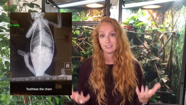 5 Common mistakes chameleon owners make | PART 1 смотреть онлайн