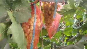 Срот винограда Белое чудо