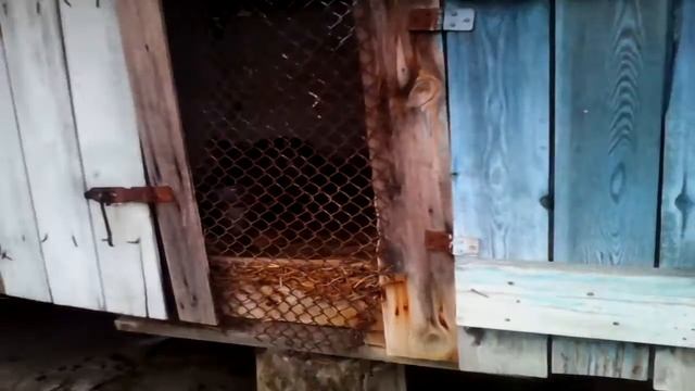 Кролики на даче смотреть онлайн