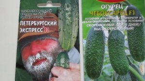 Огурцы самоопыляемые.ПЕТЕРБУРГСКИЙ ЭКСПРЕСС И ЧЕБОКСАРЕЦ