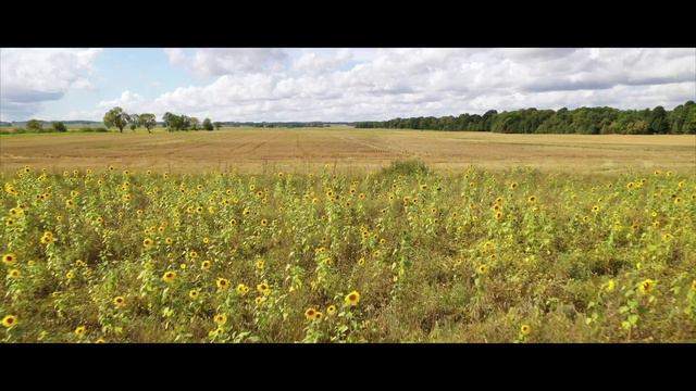 Zemgale,Saulespuķes ,Земгале, подсолнух--Dji Mavic 2pro Video🤠